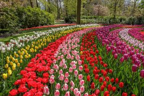 Keukenhof Gardens Tour (seasonal)